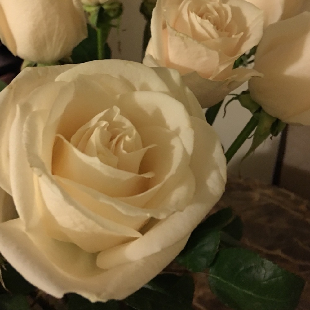 Meet your Posher, Rose